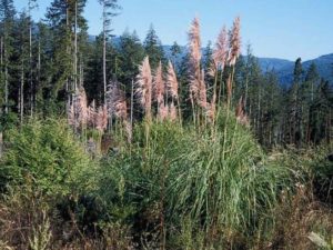 Cortaderia jubata_jubata grass_ JM Di Tomaso