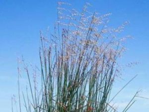 Ehrharta calycina_purple veldtgrass_ JM Di Tomaso