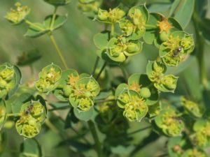 Euphorbia_virgata_by Hermann Schachner