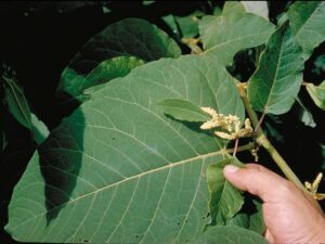 Fallopia sachalinensis_giant knotweed_CDFA_cropped